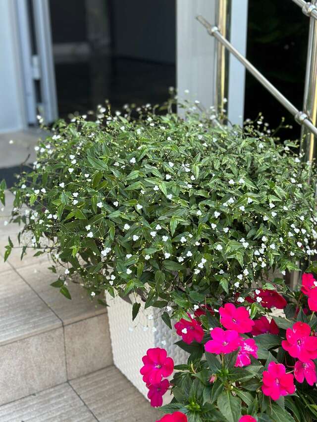 Гостиница Эллада Лазаревское-20